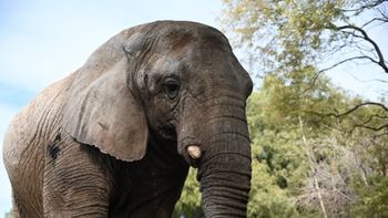 fallecio kenya, la ultima elefanta en cautiverio en la argentina: tenia 44 anos fallecio kenya, la ultima elefanta en cautiverio en la argentina: tenia 44 anos