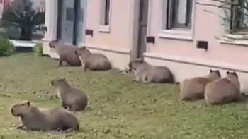 la justicia fallo a favor de los carpinchos en nordelta: todos los detalles la justicia fallo a favor de los carpinchos en nordelta: todos los detalles