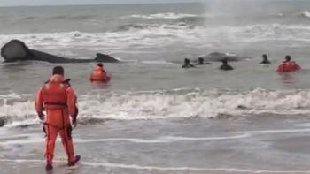 prefectura intenta rescatar a una ballena encallada en mar del tuyu prefectura intenta rescatar a una ballena encallada en mar del tuyu