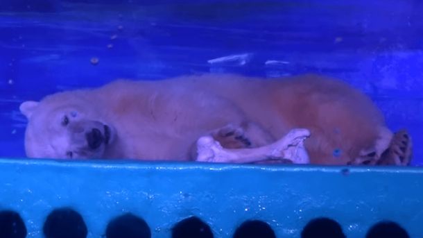 Juntan firmas para liberar a Pizza, el oso polar más triste del mundo