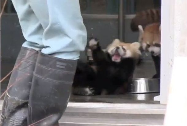 Un oso panda rojo se llevó un terrible susto en Japón