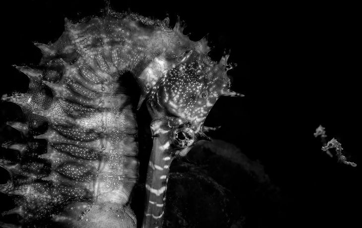 Un caballito de mar macho y dos crías diminutas en la inmensidad del océano fue la ganadora del Ocean Photographer of the Year 2026. Foto: Julien Anton.