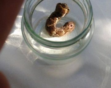 Apareció extraño animal con dos cabezas