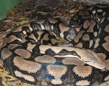 Una pitón tuvo cría sin un macho