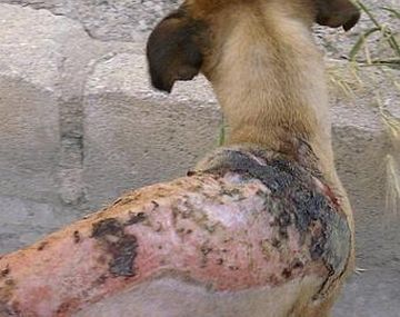 PERRO--478x270