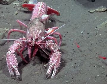 Increíble video: una langosta  defendió a sus crías del robot del CONICET