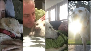 murio wylie, el perro de marley: gracias por tanto amor murio wylie, el perro de marley: gracias por tanto amor