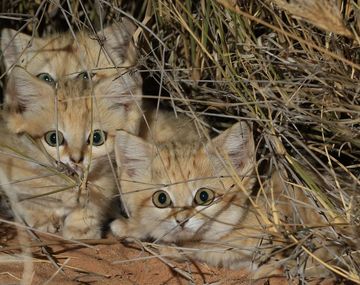 Es el primer encuentro con gatos de arena en libertad