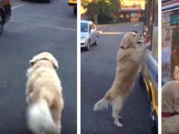 Zach, el perro que compra helado y es furor en la web