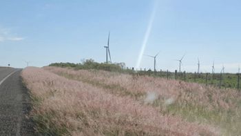 Se encontró pasto rosado en el norte del Uruguay. Se encontró pasto rosado en el norte del Uruguay.