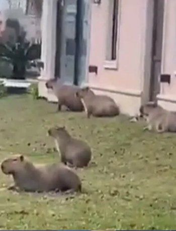 La Justicia prohibió nuevos traslados de carpinchos en Nordelta