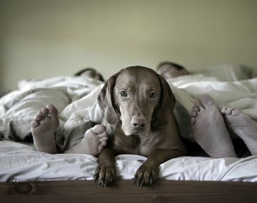 La inteligencia artificial reveló cómo serán las mascotas del futuro.