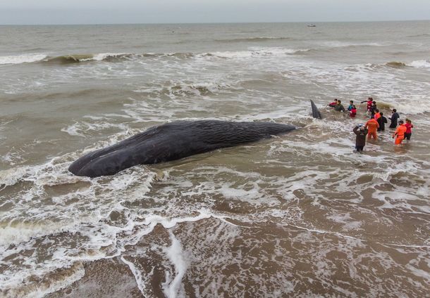 Un cachalote murió tras quedar varado en una playa de Santa Clara del Mar