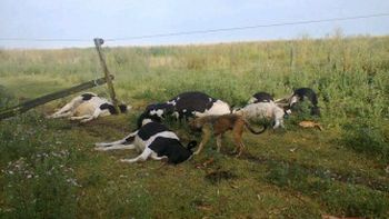 cayo otro rayo: ahora en 9 de julio y mato a seis vacas
