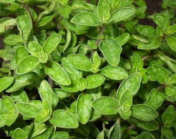 Crearon en Argentina Nanocapas que protegen componentes eléctricos a base de orégano