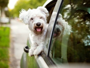 Los perros no deben sacar la cabeza por la ventanilla