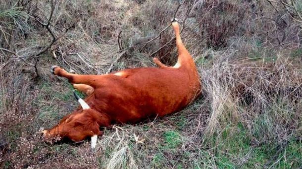 Misterio por las vacas sin lengua: apareció ganado mutilado con precisión láser