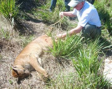 Cazan a un puma cerca del aeropuerto de Posadas