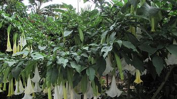 asaltaron a un anciana luego de drogarla con burundanga asaltaron a un anciana luego de drogarla con burundanga