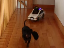 los perros que juegan al poliladron