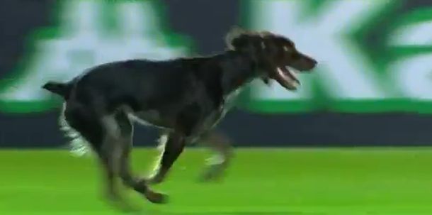 Otro perro fue protagonista del fútbol argentino: Almeyda le echó la culpa de la derrota