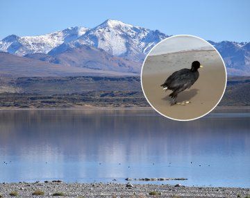 Gripe aviar en Neuquén: encontraron un caso en Laguna Blanca