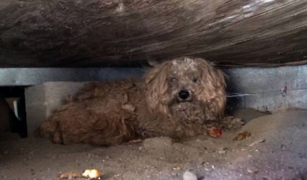 Un perro pasó un año en la calle a la espera de su dueño, que había muerto