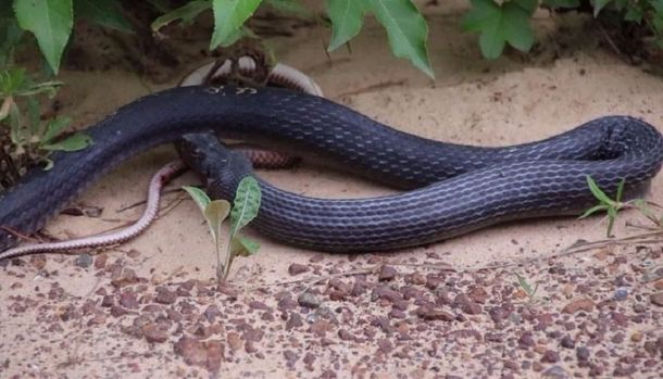 Una víbora vomitó otra que aún estaba viva