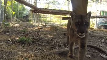 video: el conmovedor rescate de un puma que es liberado de un circo video: el conmovedor rescate de un puma que es liberado de un circo