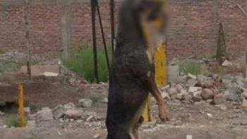 un horror: ahorcaron con un fierro en la boca a un perro y lo dejaron colgando un horror: ahorcaron con un fierro en la boca a un perro y lo dejaron colgando