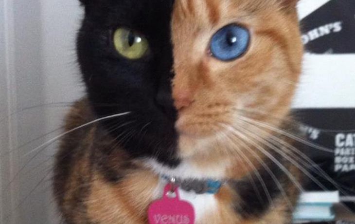 Furor en la Web por el extraño caso de la gata que tiene dos caras