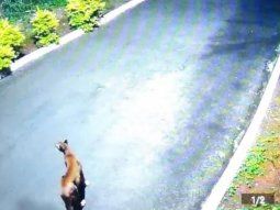 estremecedor: un puma mato a un perro caniche estremecedor: un puma mato a un perro caniche