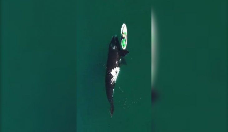 Puerto Madryn: un fotógrafo capturó la increíble interacción entre una surfista y una ballena