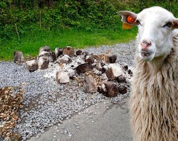 Temor por una horda de ovejas drogadas