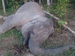 Envenenan a un elefante por sus colmillos