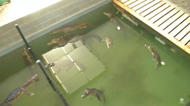 Un hombre tenía como mascotas a 150 cocodrilos y lagartos en su casa