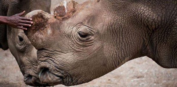 Solo quedan 6 rinocerontes blancos del norte