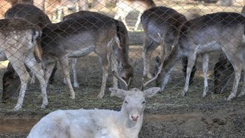 Foto: diario Los Andes. Foto: diario Los Andes.