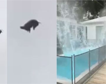 Tiraron un cerdo desde un helicóptero a una pileta en José Ignacio
