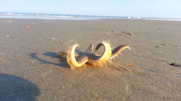La increíble caminata de una estrella de mar en su regreso al océano