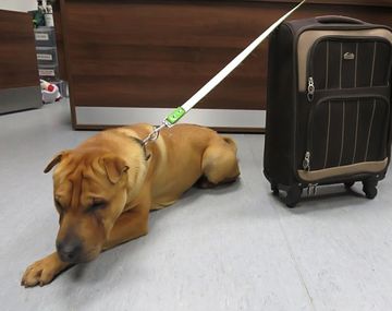 Abandonan a un perro con su propia valija