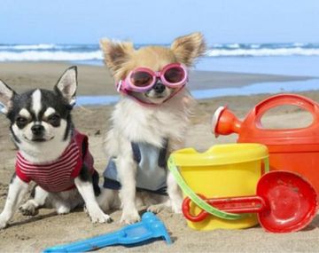 Mar del Plata tendrá la primera playa canina 