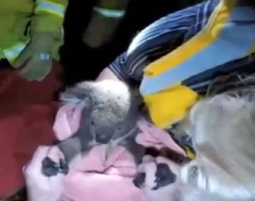 VIDEO: Reviven a un koala al darle respiración boca a boca