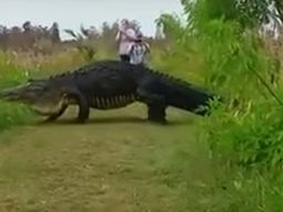 Un cocodrillo soprendió a turistas en un parque de Estados Unidos Un cocodrillo soprendió a turistas en un parque de Estados Unidos