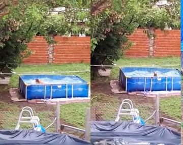 Una perra se entregó con locura a la pileta y su dulzura derrite a las redes