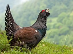 Urogallo cantábrico: menos de 300 ejemplares sobreviven en estado silvestre. Urogallo cantábrico: menos de 300 ejemplares sobreviven en estado silvestre.