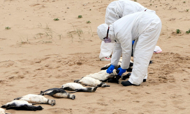 Encontraron cerca de 300 pingüinos muertos en las playas de Uruguay