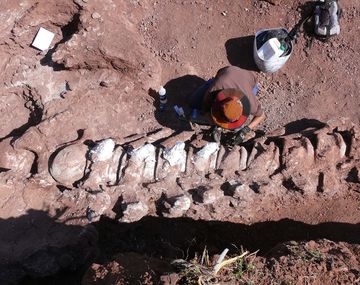 Revelan más detalles de los restos de tiranosaurio hallados en Neuquén