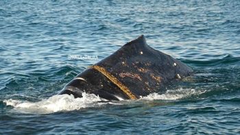 puerto madryn: encontraron una ballena enmallada