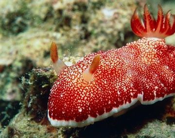 Un animal que usa su pene